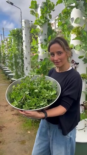 Within a Portuguese prison, a vertical farm using 40 aeroponic towers is entirely overseen by the prisoners and guards. The farm’s objective is to revolutionize the lives of inmates through sustainable agriculture, empowering them on their path to rehabilitation. This initiative was implemented by our partner’s non-profit organization UpFarming @upfarming.pt, in collaboration with @startuptorresnovas The culinary workshops provided for the prisoners is managed by the ambassador chef Marta Caras 