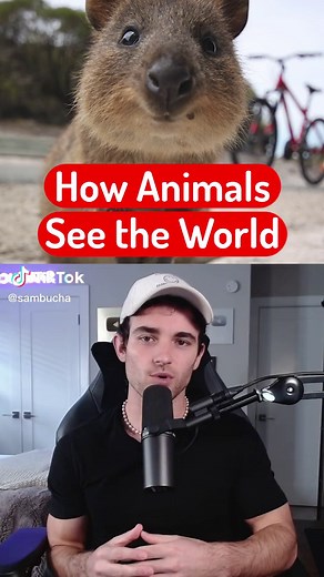 How Animals See the World: Insights into Animal Vision