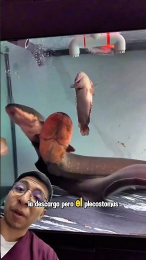 Plecostomus fish can survive electric shocks ⚡️ #fish #pleco #peces #pez #plecostomus