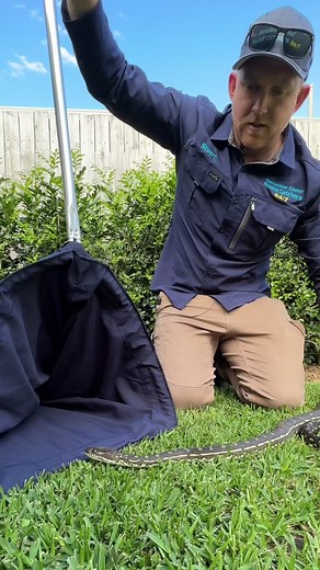 Snakes Eating Dogs & Pets! #snake #snakecatcher #dog #cat #pet #chicken #sunshinecoast #crazy #australia #reptile #reptile #nature #sunshinecoastsnakecatchers