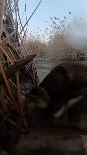 Mallard Duckling Escapes Mink Ambush! Wild Riverbank Drama #Wildlife #Duckling #Escape