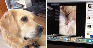 Dog Sees Puppy Crying On Video & She Sobs As She Tries To “Comfort” The Puppy