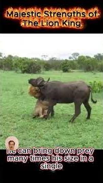 Majestic Strengths of the "Lion King" #lionking #lion #king