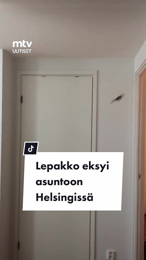 Mitä sinä tekisit, jos heräisit lepakon ääntelyyn kotonasi? 🦇 #mtvuutiset #lepakko