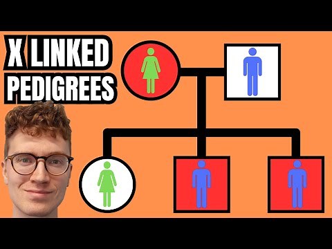 X-Linked Pedigrees QUICKLY EXPLAINED