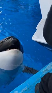 165K views · 2.3K reactions | Orcas in Captivity: How Do They Stay Cool? | ARK action | Facebook