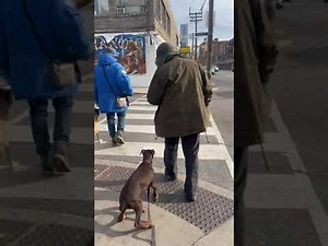 12 Week Old Doberman Puppy Obedience Training with Lakewood Dobermann Kennel