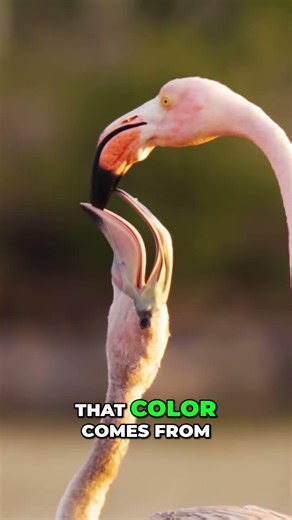 Is That Blood?! Flamingo Feeding Secret Revealed