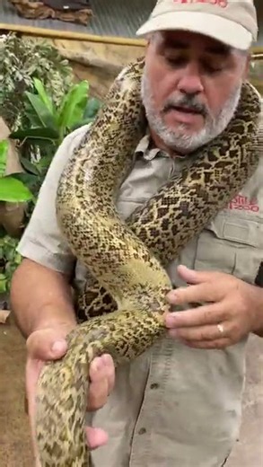 Rare granite Burmese python reveals how its pattern became popular