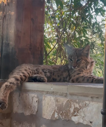 This one just returned this evening. He seems sleepy (and hot, as it was over 110 degrees again today). | Karen McDougal