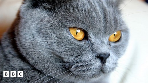 Animal welfare: New laws to be introduced by UK government