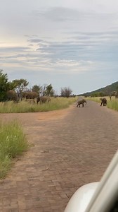 24K views · 433 reactions | Watch out for the cheeky baby!  Baby elephants are so playful, and it is a joy to watch them! We've seen a lot of baby elephants but this scene is unique. 凉 Follow me Sightings by Phil for daily wildlife.  #babyelephants #babyanimals #cuteanimals #africanwildlife #elephant #pilanesbergnationalpark #wildlifeplanet | Sightings by Phil | Facebook