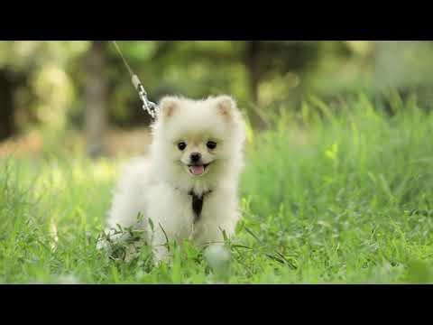 Video from teacup puppies