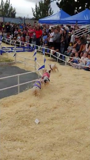 All-Alaskan Racing Pigs | Pig Racing Porkers | San Mateo County Fair Pig Racing