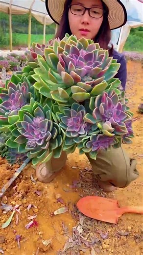 Succulent Farm Harvest: Watch Us Collect Thousands of Plants!