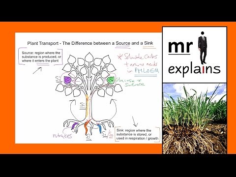 mr i explains: Plant Transport - The Difference between a Source and a Sink