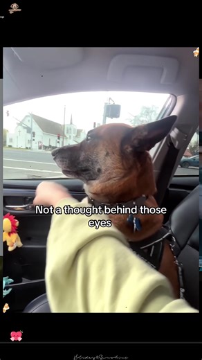 When you have a dramatic dog #dog #funnydog #dogs #funnyvideos #fyp