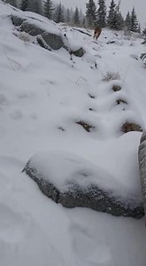 Hiking and found this beautiful lynx caught in a trap! It was scared and angry, but I knew I had to help. Carefully freed its paw. So relieved to see it run back into the wild where it belongs! What an intense moment. 🙏 #Lynx #WildlifeRescue #AnimalRescue #Nature #WildAnimals #GoodDeeds #Winter #Compassion #Freedom | Paws Of Hope