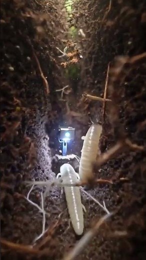 Springtail Colony POV: Living Micro World Beneath the Soil 🌱