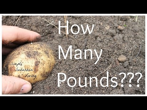 How Many Pounds of Potatoes From One Raised Bed?