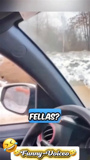 Hilarious Animal Voiceover Compilation