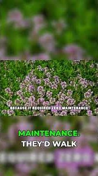 Stop mowing your lawn—plant this instead! 🌿 #gardening #lawncare #hacks