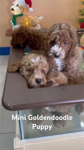 Meet the Mini Goldendoodle: The Ultimate Fluffy Companion! #minigoldendoodles