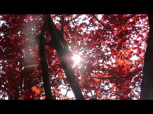 赤城山北面の秋。県道沼田大間々線。2017.11.10