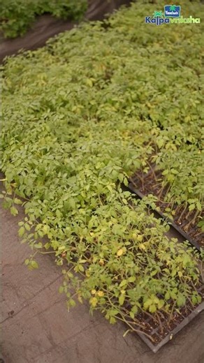Leaf blight in tomato seedling