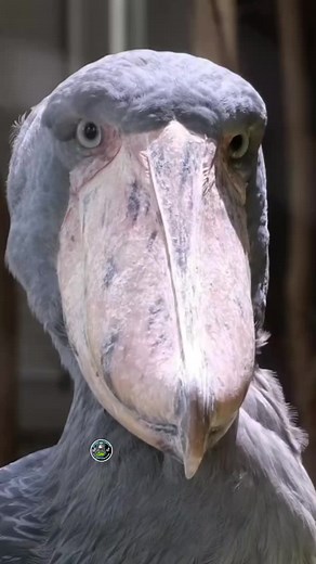 Shoebill Bird: The Fascinating Stare of Nature