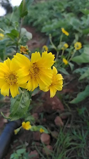 tanu (@sangusajjan100)’s videos with original sound - sampangi G