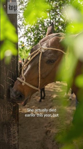 How cloned horses are changing the game of polo