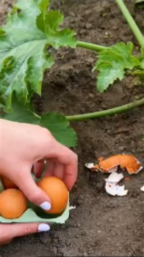 Coquilles D Oeufs Au Jardin Le Mythe Qui Ne Sert Presque À Rien
