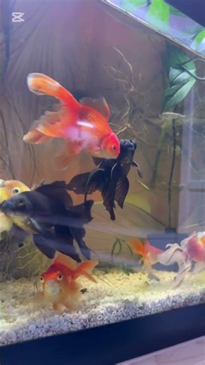 Just lovely #beautiful #fish #pets #aquarium #lovers