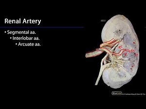 Vasculature - Kidneys and Urinary System Dissection Supplement
