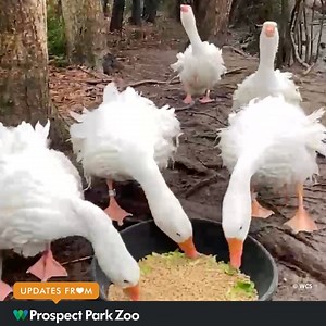 These Sebastopol geese are named after composers Purcell, Scarlatti, Chopin, Handel, and Bach, because of their ornate feathers and “musical” voices. These domestic descendants of the common Greylag goose were originally bred for their curly feathers which were used in pillows and quilts. The five male geese are nicknamed “the five guys” and are always seen together on our marsh pond. 🎥: Senior Keeper Gwen | Prospect Park Zoo