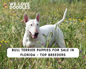 Bull Terrier Puppies for Sale in Florida: Top 5 Breeders! - We Love Doodles
