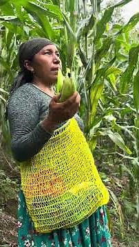 How nice it is to be in the countryside picking some corn to eat 🌽❤️👏 #countrylife