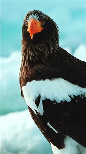 Hokkaido Wildlife Winter | Foxes, Cranes & Eagles in Japan ❄️🦊 #japantravel #japan #hokkaido