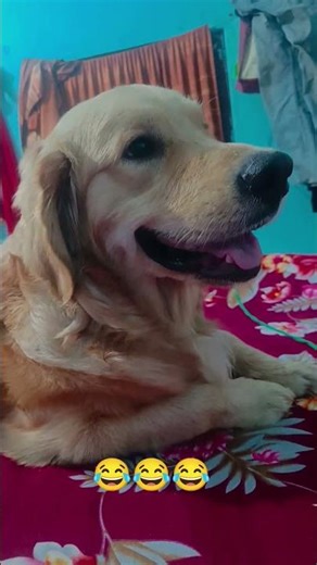 comedy video #short# golden retriever # #funny #goldenretreiver