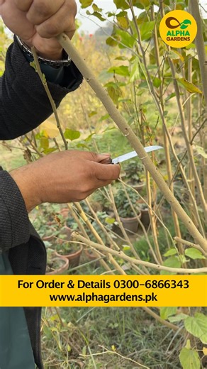 Air layering is an easy way to grow new plants from an existing one without cutting it first. Available @ Pakistan’s No.1 Online Garden Center! 💳 Cash on Delivery | 🌍 Nationwide Delivery 📞 For Order: 0300 6866343 🌐 Website: https://alphagardens.pk #AlphaGardens #PlantGreen #FrenchFormula #Fertilizer #PlantCare #GardeningPakistan #HealthyPlants #organicgrowth #dhakarachi #DHA #BahriaTown #bahriatownlahore #BahriaTownKarachi #BahriaEnclaveIslamabad #karachi #AlphaGardens | Alpha Gardens