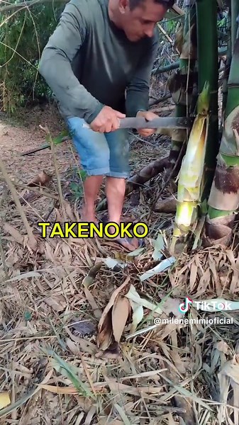 Colheita de Bambu: Aprenda a Fazer Conserva Deliciosa