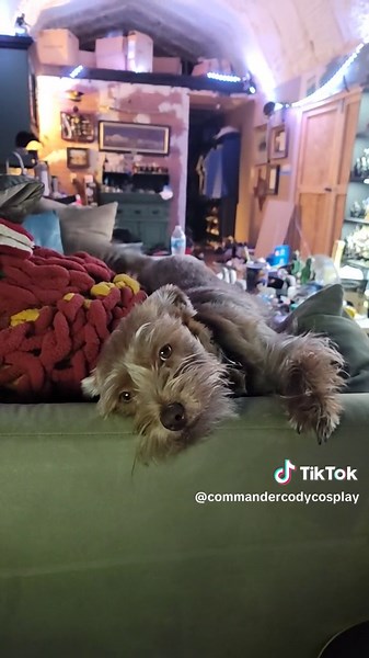 Cody (@commandercodycosplay)’s videos with original sound - David Attenborough