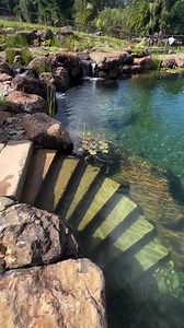 4.3K reactions · 269 shares | Crystal clear water, sunshine, and lush surroundings, this project by @symbiosislandscapes is what peaceful backyard moments are made of. Whether you're swimming, relaxing, or just soaking in the view, nature does the rest. Visit our website to find your local CAC to help bring your dream water feature to life. #AquascapeAustralia #SwimPondAustralia #BackyardBliss #PondBuilder #CertifiedAquascapeContractor | Recreation Ponds Australia | Facebook