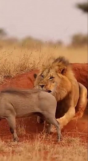 Lion’s Skunk Prank EXPLODES the Warthog Gone Wild #wildlife #prank #animal