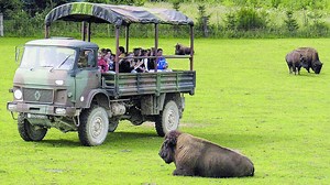 Près de Dieppe, le parc canadien Rêve de bisons a rouvert ses portes aux visiteurs