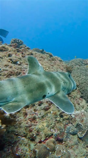 Have you encountered a Bullhead shark before? If yes, tell us where! 📷: Great footage from @khkohh (IG) | SSI