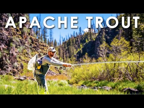 Fishing for the ULTRA RARE Native Apache Trout in Arizona! || #FieldTrips
