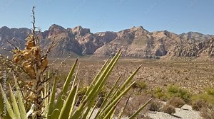 Banana yucca plant view with red sandstone peak in background from Nevada