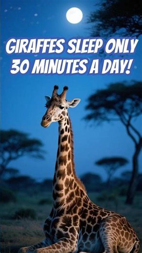 Giraffes Sleep Only 30 Minutes a Day! 😲🦒 #shorts
